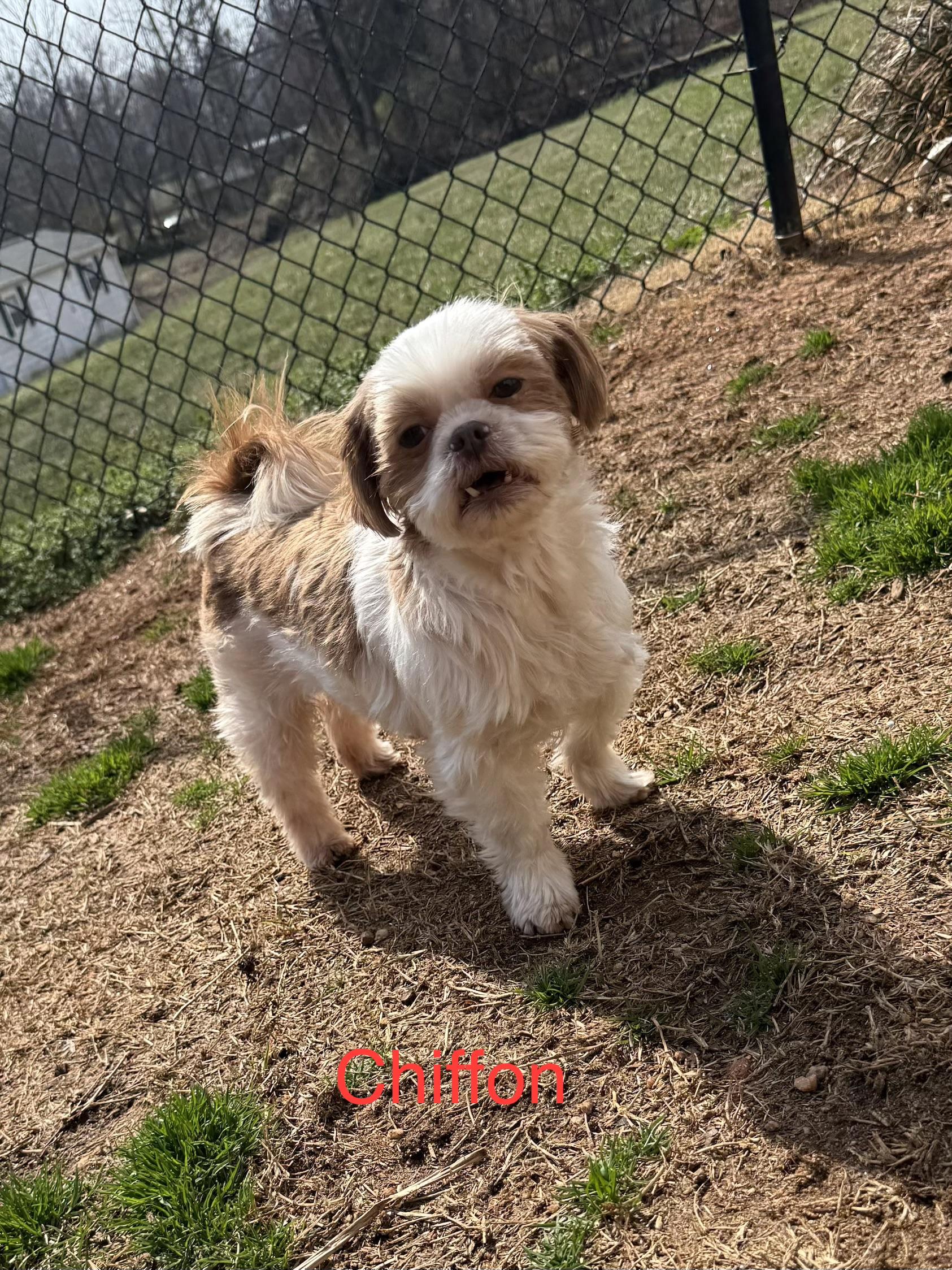 Chiffon, a ADOPTABLE Shih Tzu in Kings Mountain, NC image 5/6
