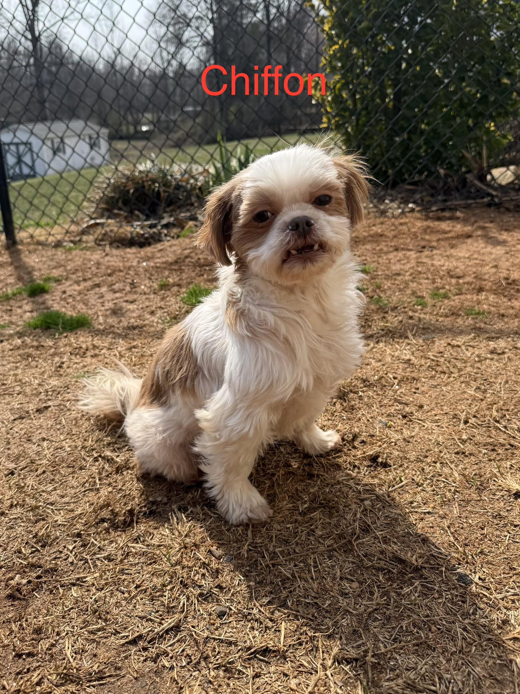 Chiffon, a ADOPTABLE Shih Tzu in Kings Mountain, NC image 1/6