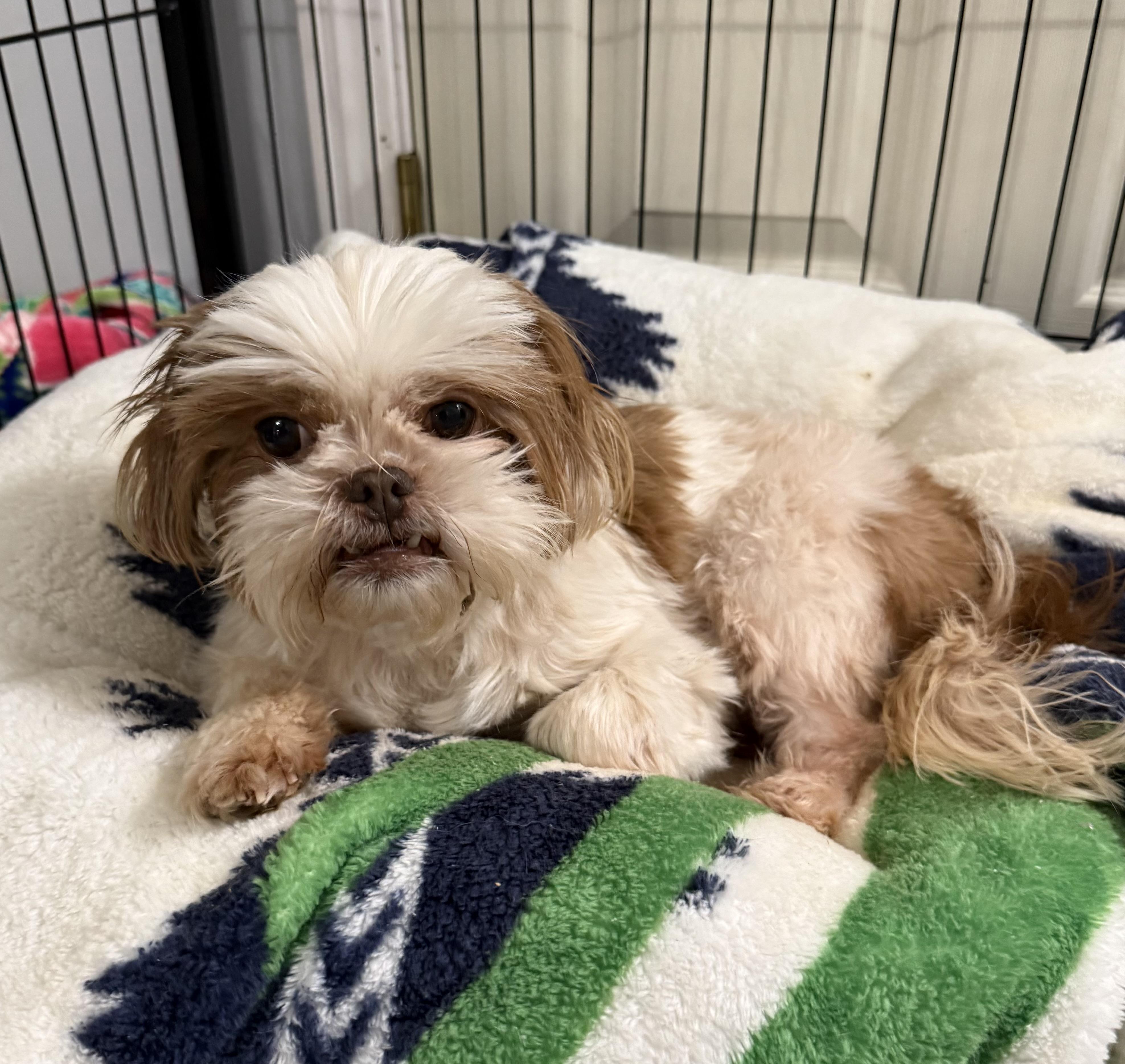 Enlarge Chiffon, a ADOPTABLE Shih Tzu in Kings Mountain, NC image 2/6