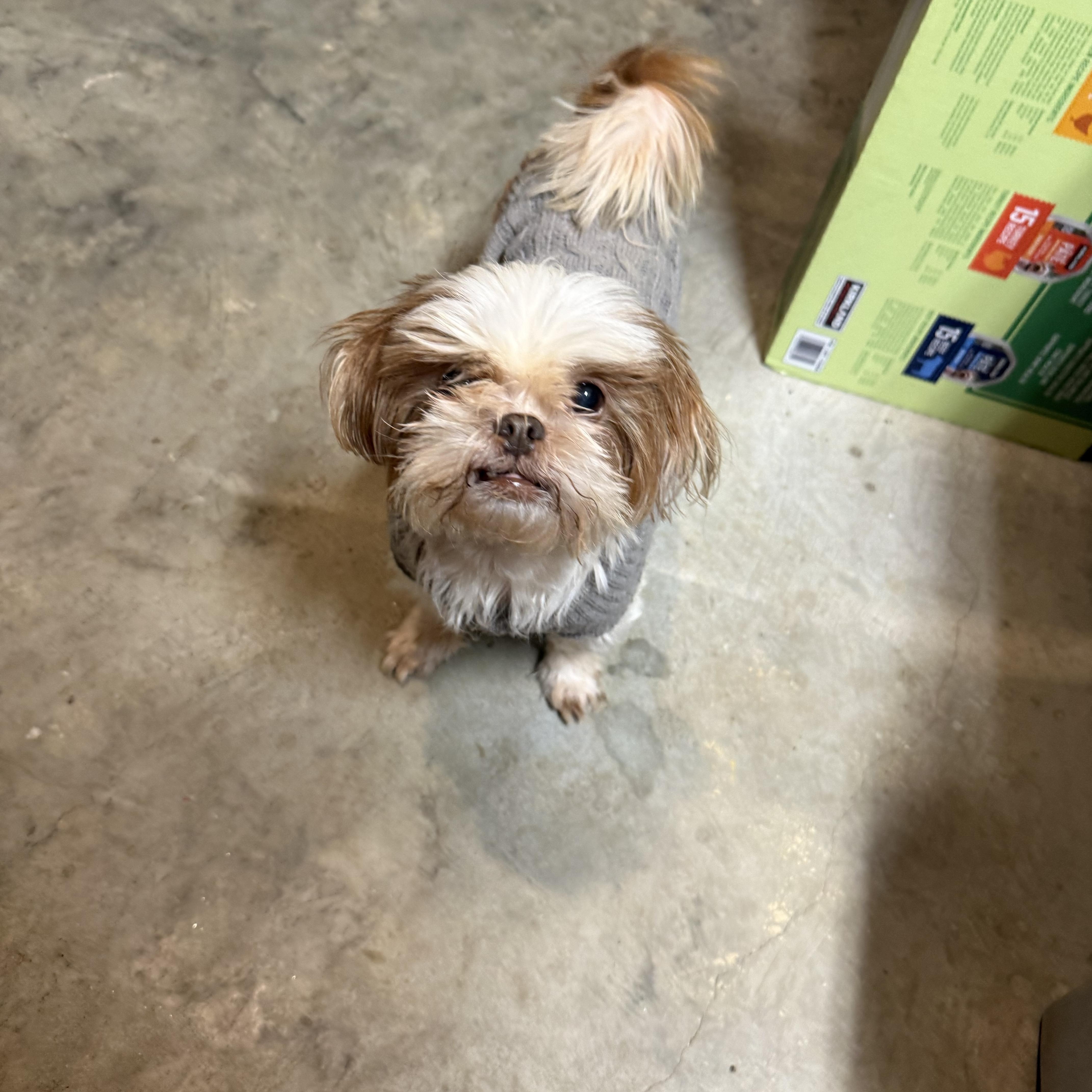 Enlarge Chiffon, a ADOPTABLE Shih Tzu in Kings Mountain, NC image 3/6