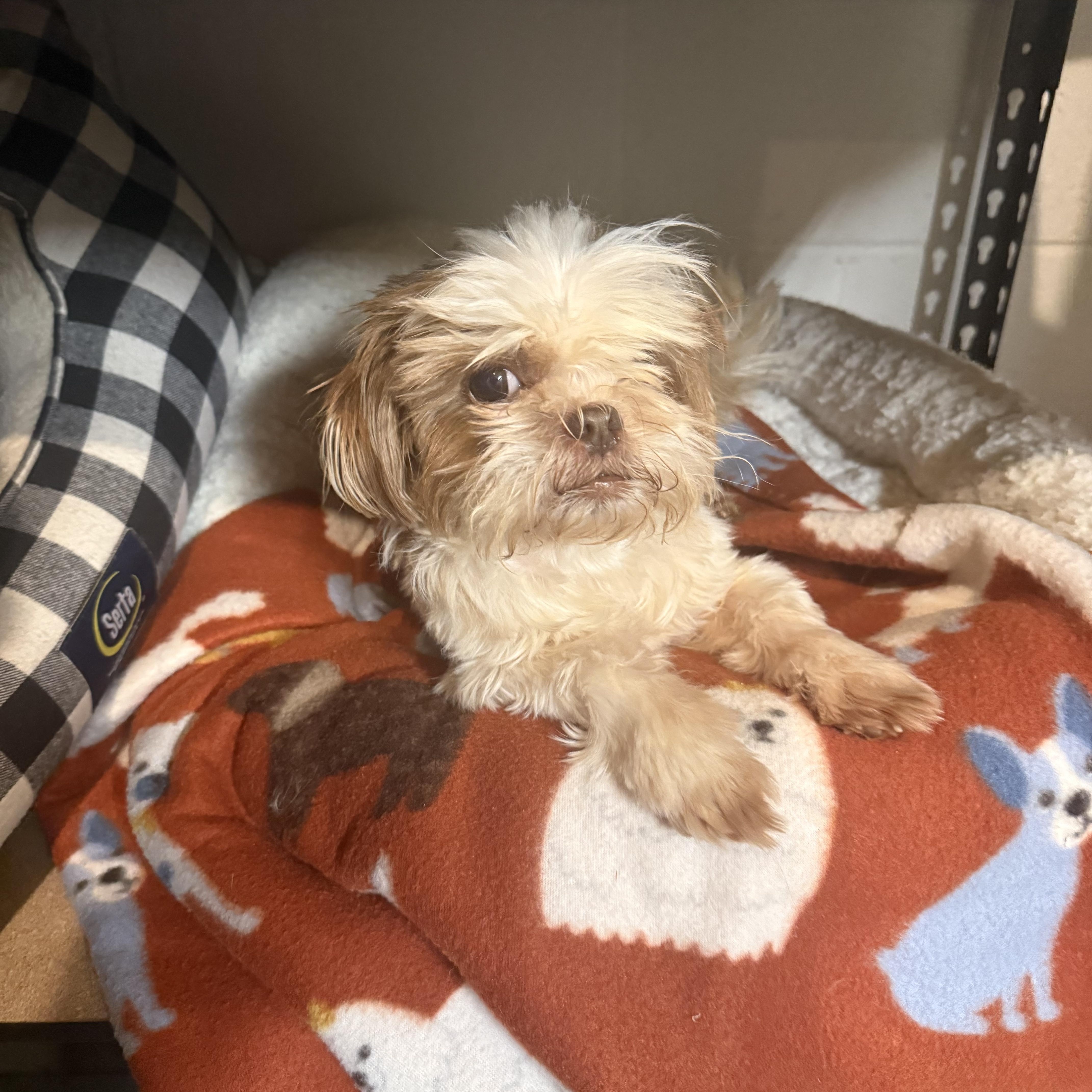 Enlarge Chiffon, a ADOPTABLE Shih Tzu in Kings Mountain, NC image 4/6