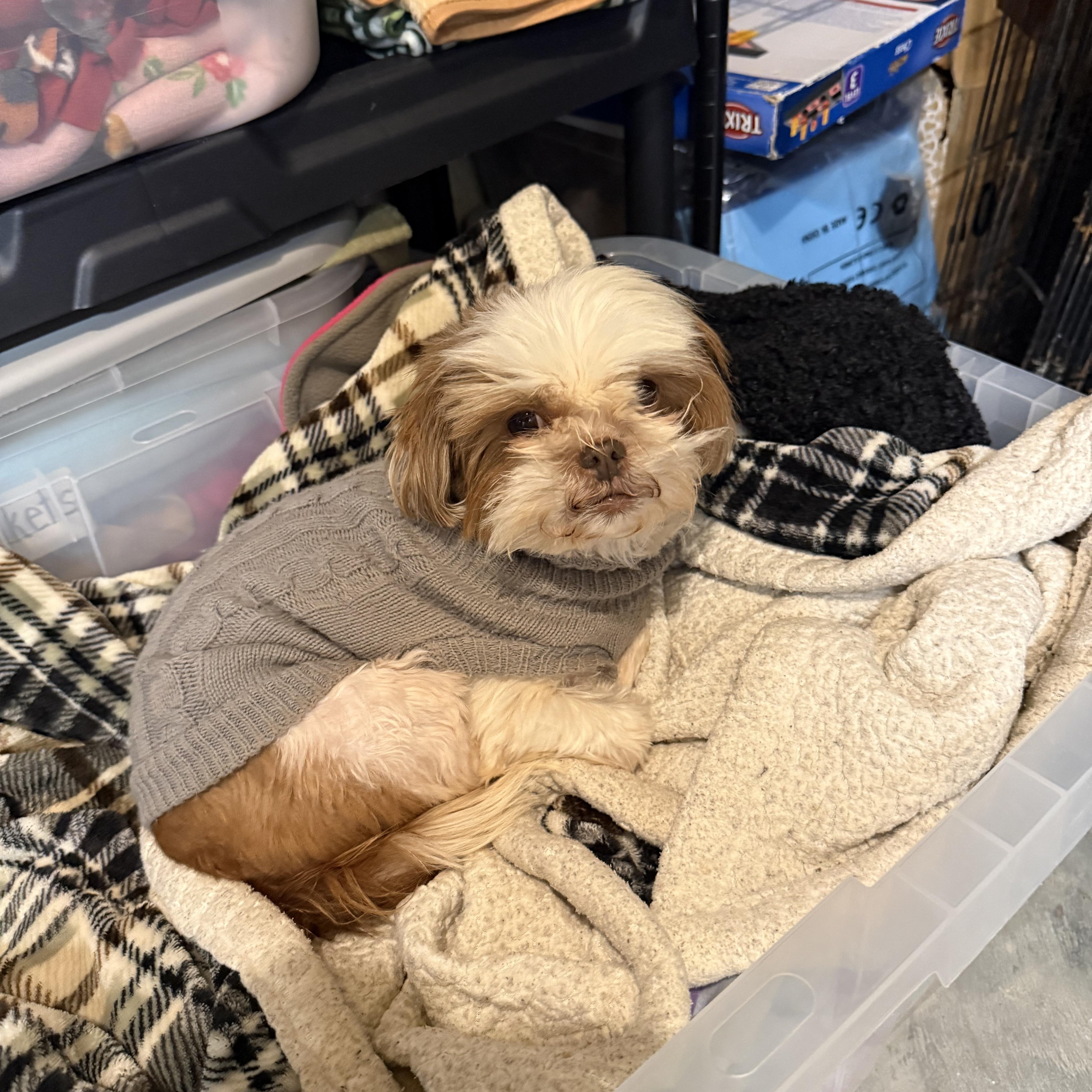 Enlarge Chiffon, a ADOPTABLE Shih Tzu in Kings Mountain, NC image 6/6