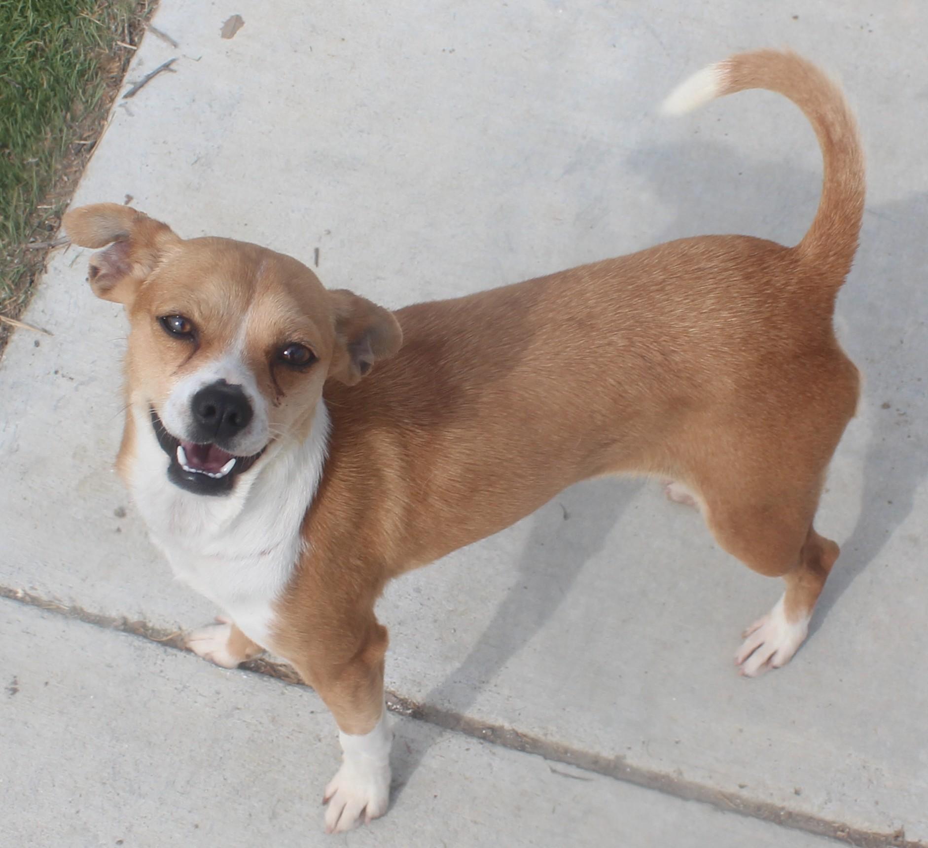 Enlarge SHASTA (APRIL 9,2026), an adopted Chihuahua in Wasco, CA image 2/3