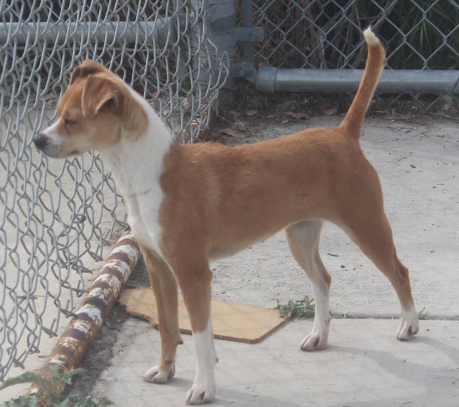 SHASTA (APRIL 9,2026), adopted, Young Female Chihuahua.