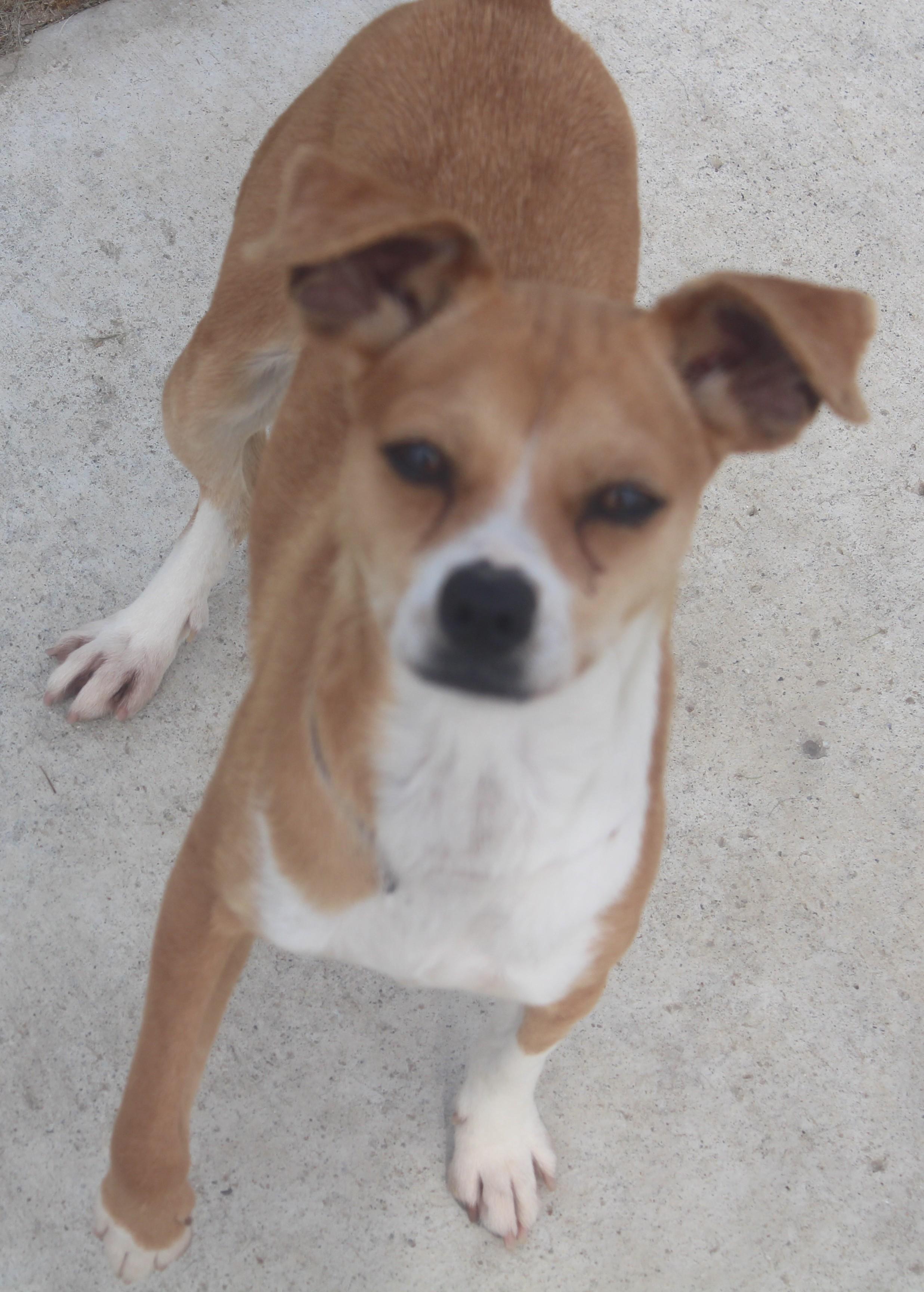 Enlarge SHASTA (APRIL 9,2026), an adopted Chihuahua in Wasco, CA image 3/3