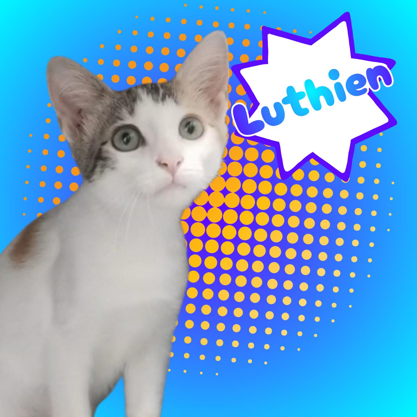 Luthien, Adopted, Young Female Domestic Short Hair.