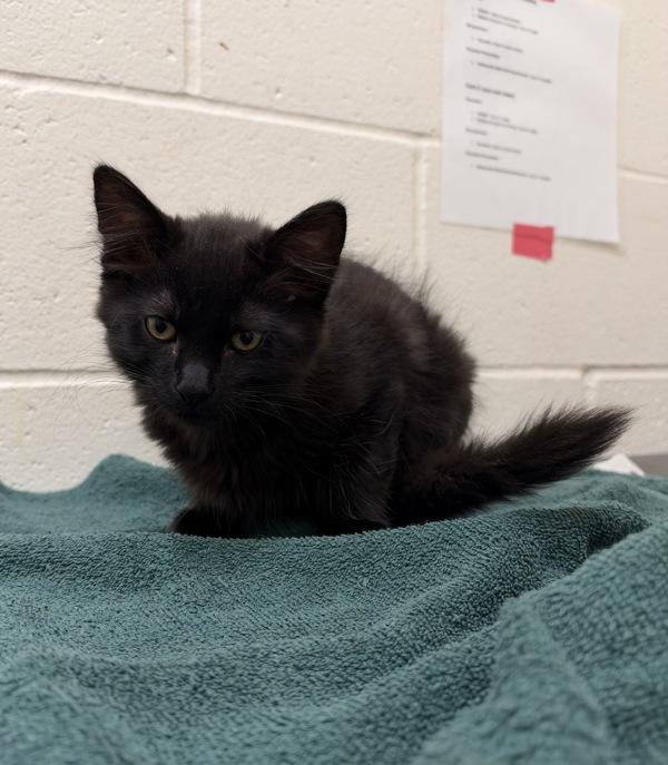 Jesse, Adoptable, Kitten Female Domestic Short Hair.