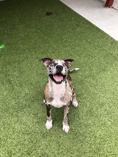 Enlarge Lucky, a Adoptable Catahoula Leopard Dog in Fayetteville, AR image 3/5