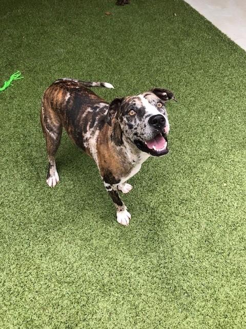 Enlarge Lucky, a Adoptable Catahoula Leopard Dog in Fayetteville, AR image 4/5