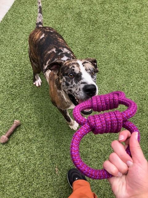 Enlarge Lucky, a Adoptable Catahoula Leopard Dog in Fayetteville, AR image 5/5