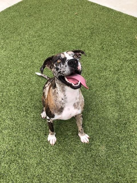 Enlarge Lucky, a Adoptable Catahoula Leopard Dog in Fayetteville, AR image 1/5