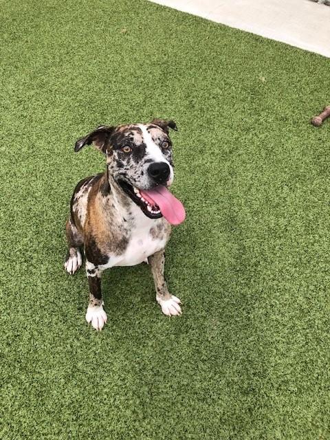 Enlarge Lucky, a Adoptable Catahoula Leopard Dog in Fayetteville, AR image 2/5