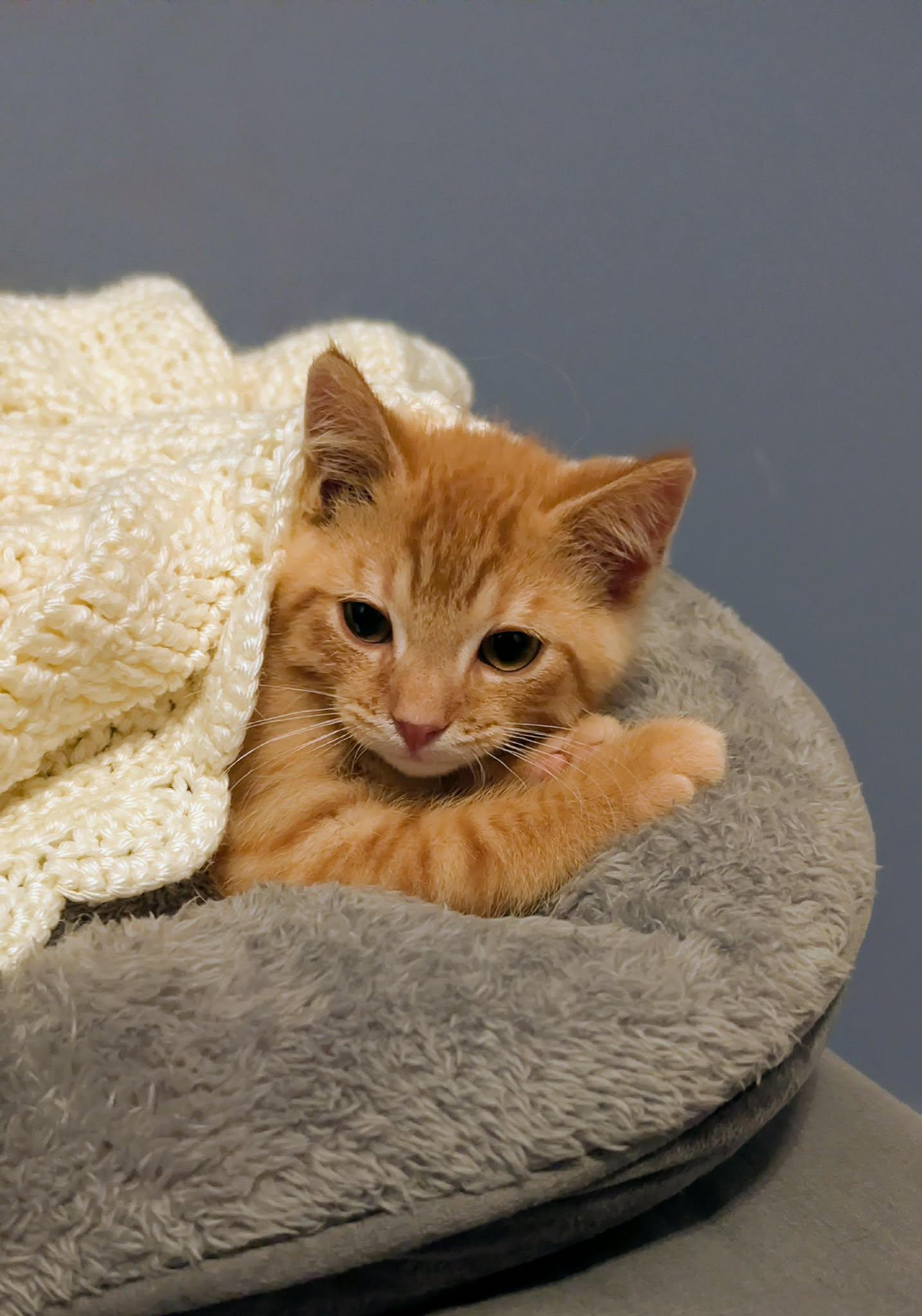 Enlarge Waffles, a ADOPTABLE Tabby in Mechanicsburg, PA image 2/3