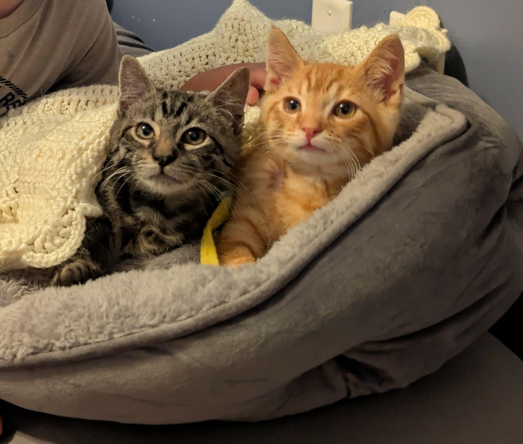 Enlarge Waffles, a ADOPTABLE Tabby in Mechanicsburg, PA image 3/3