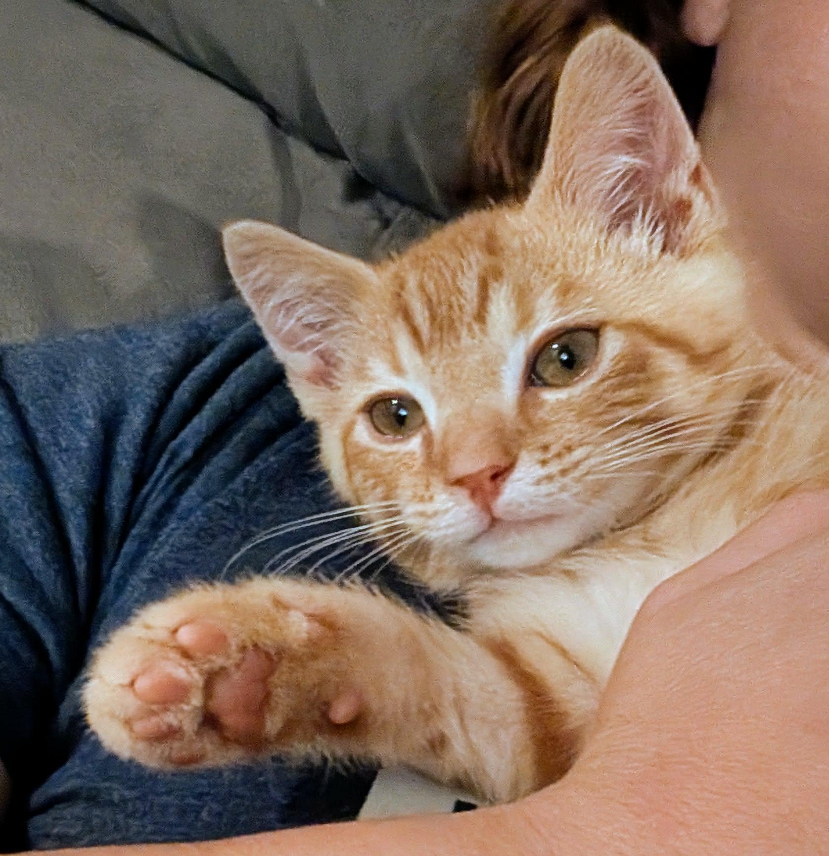 Enlarge Waffles, a ADOPTABLE Tabby in Mechanicsburg, PA image 1/3