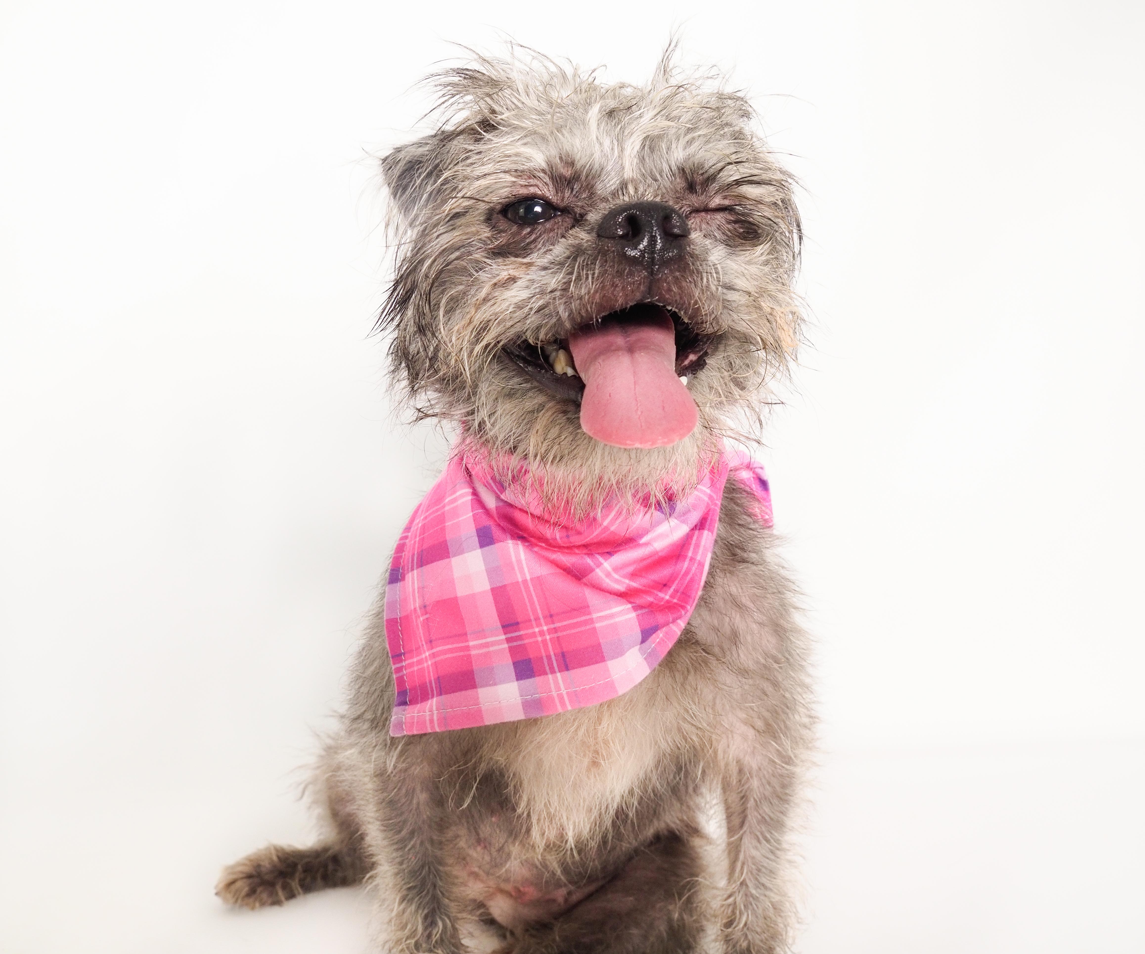 Gremlina, a ADOPTABLE mixed breed in PHOENIX, AZ image 5/6