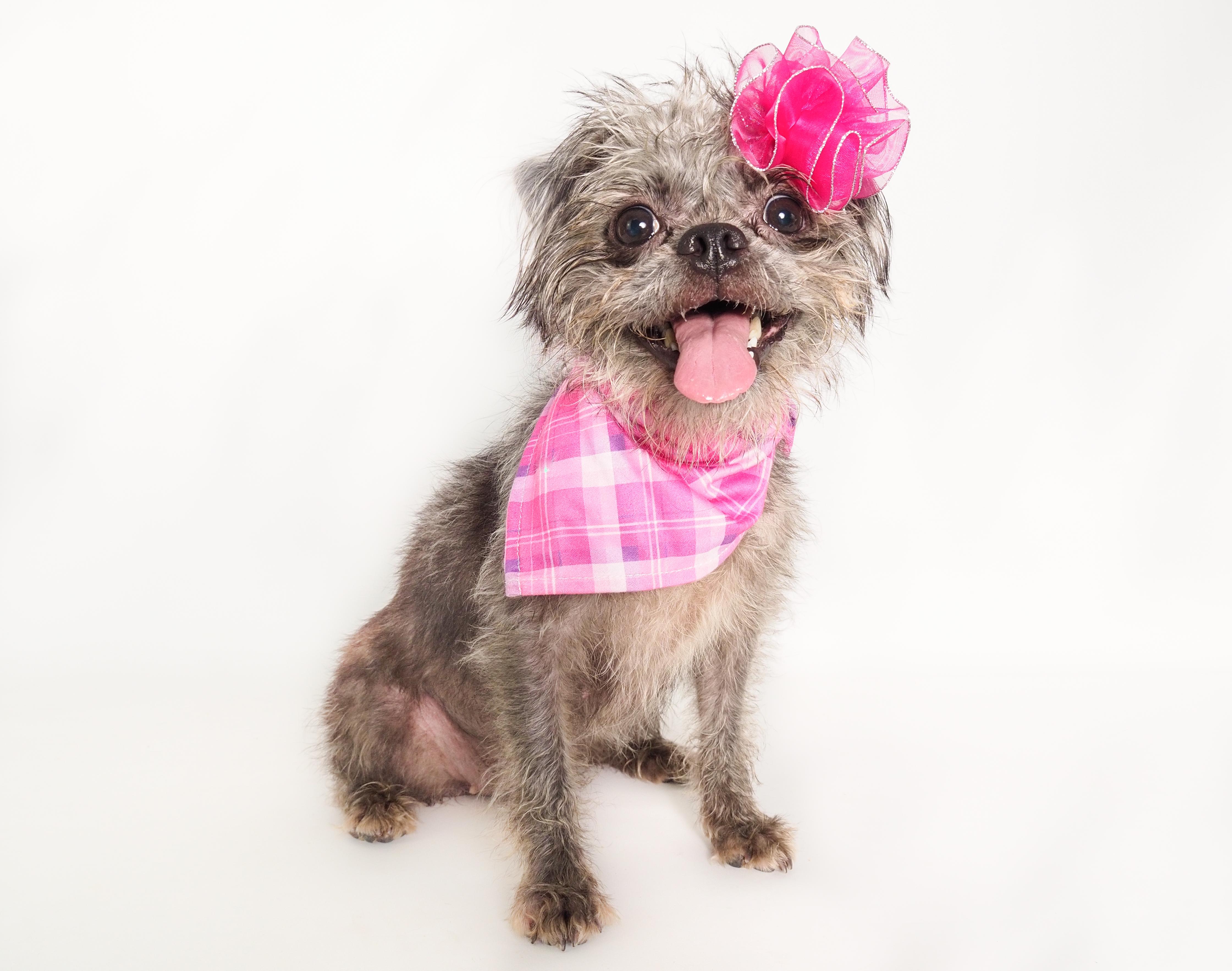 Gremlina, ADOPTABLE, Young Female Brussels Griffon & Terrier.