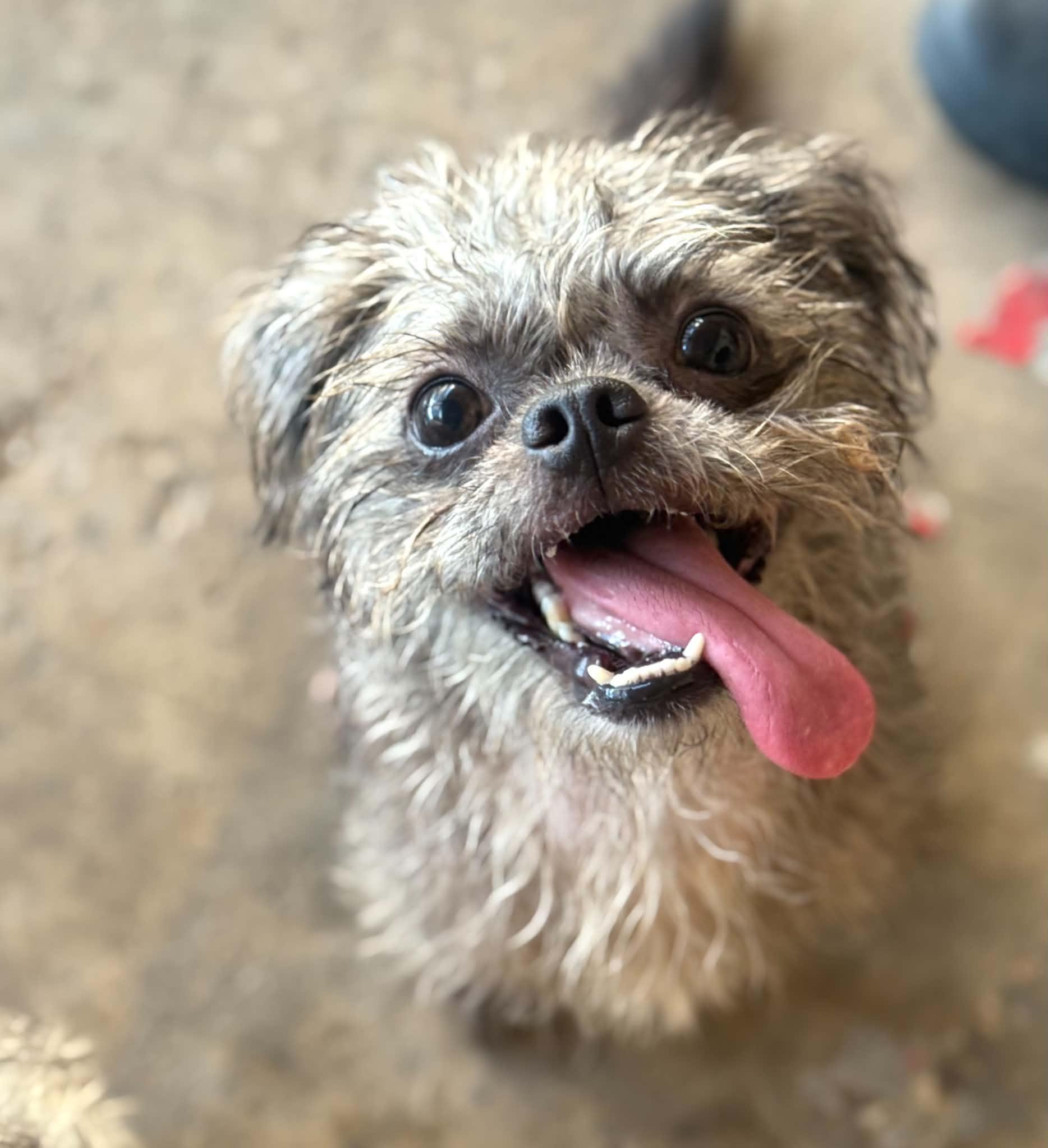 Gremlina, a ADOPTABLE mixed breed in PHOENIX, AZ image 6/6