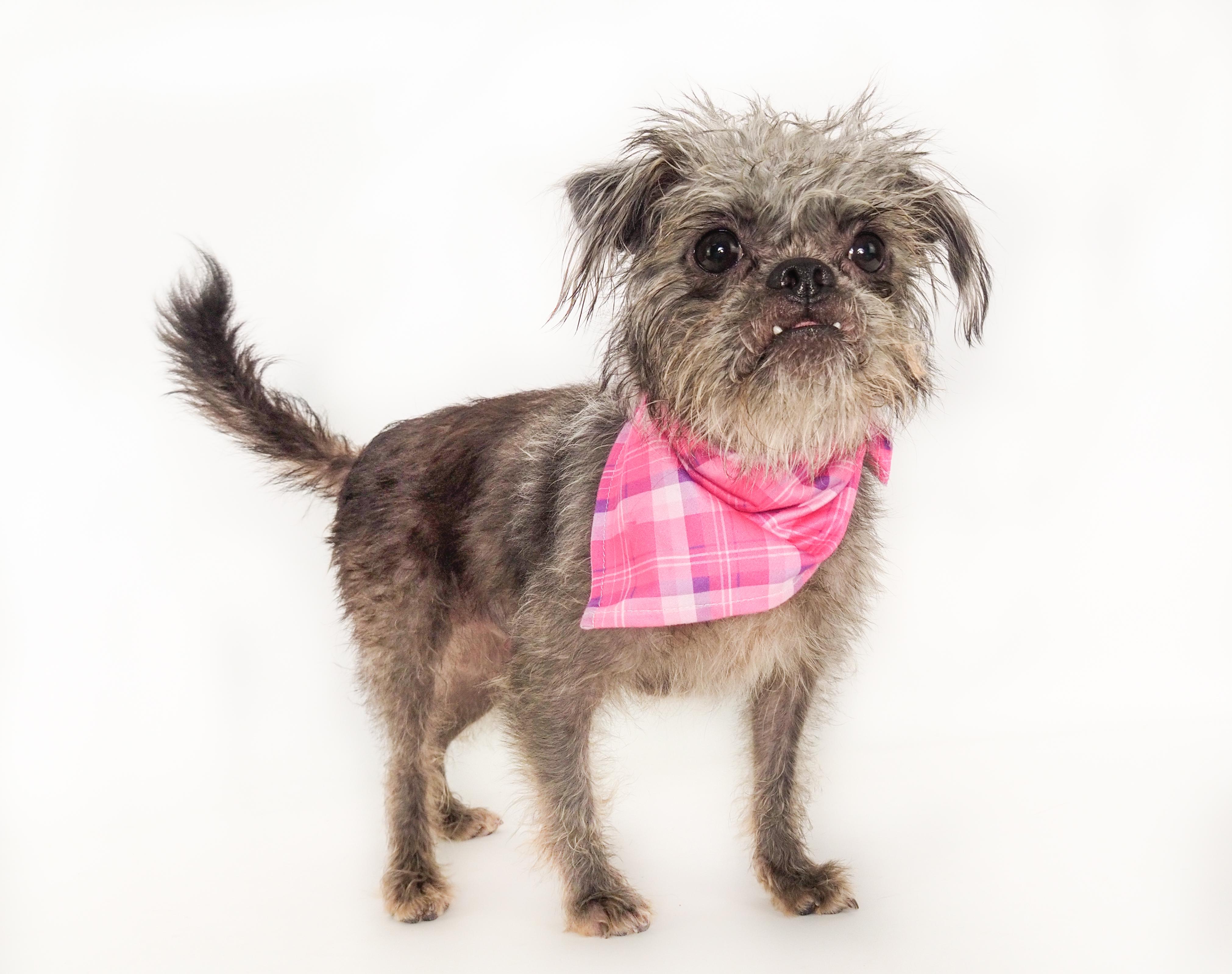 Gremlina, a ADOPTABLE mixed breed in PHOENIX, AZ image 3/6