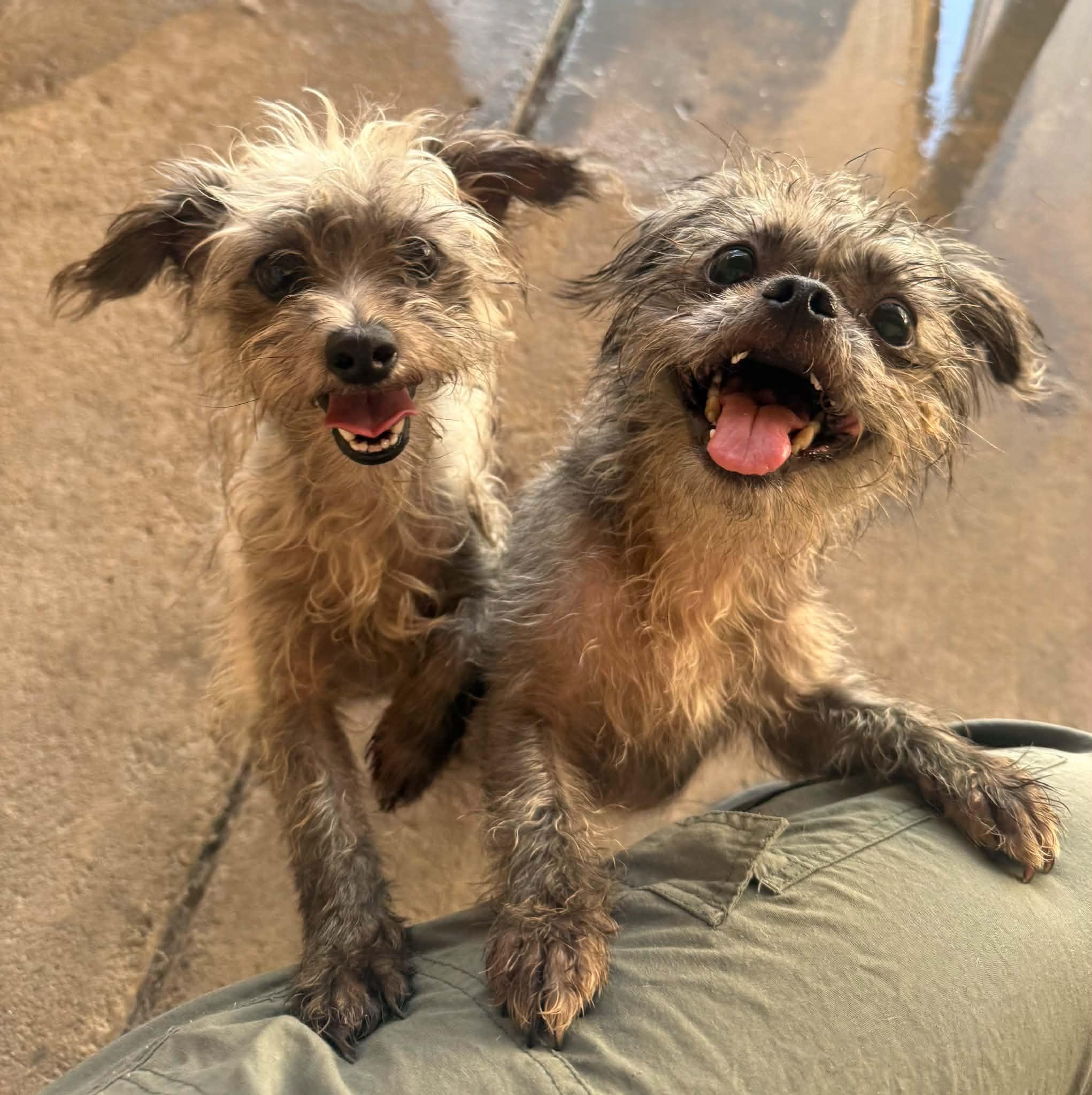 Gremlina, a ADOPTABLE mixed breed in PHOENIX, AZ image 4/6