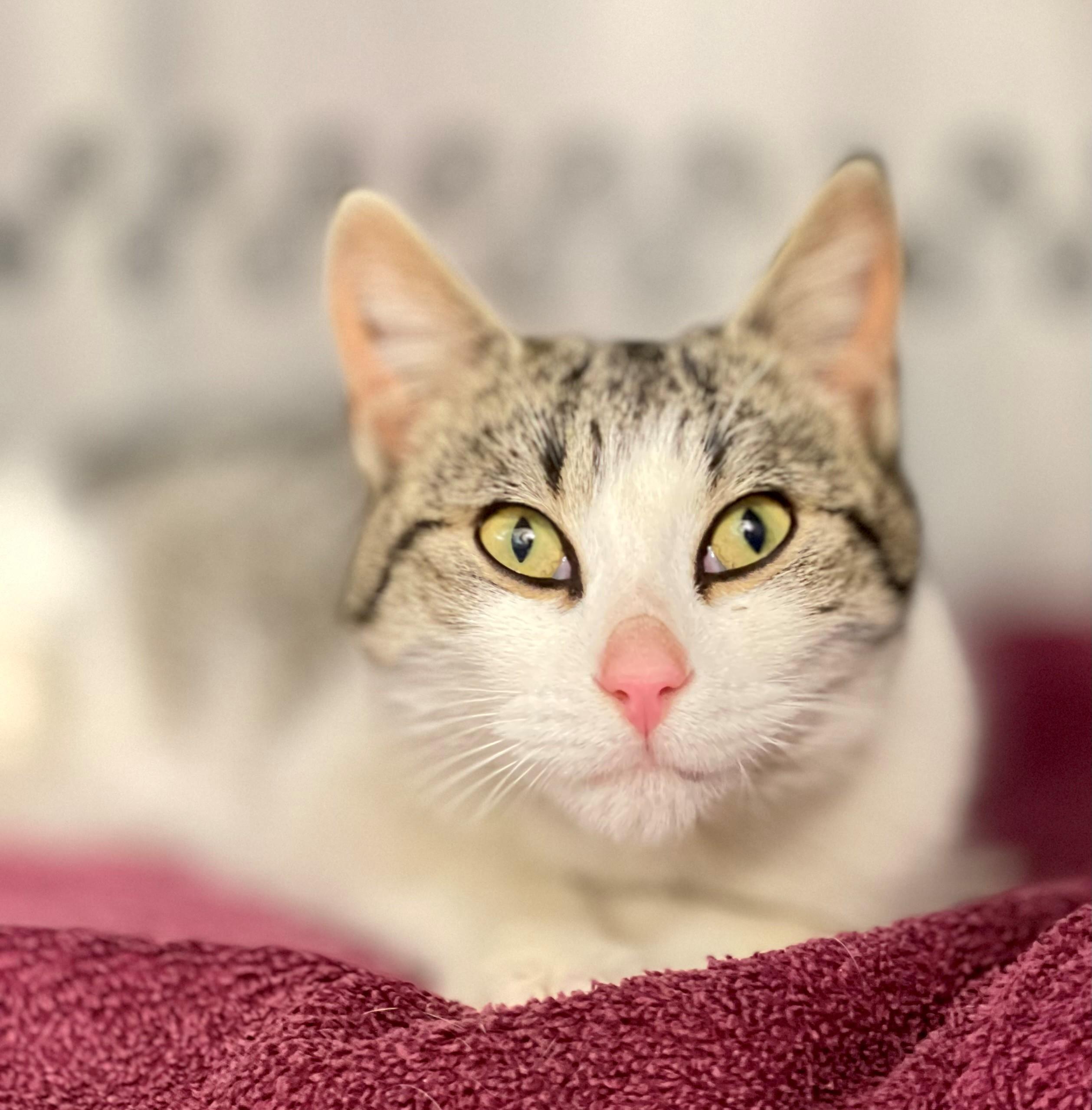 Enlarge Erin, an adopted Domestic Short Hair in Hamilton, ON image 1/2