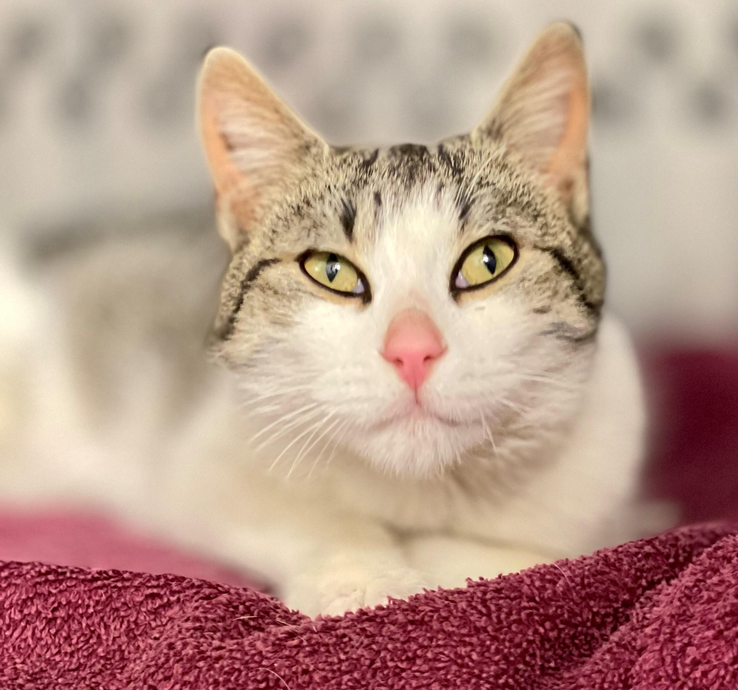 Enlarge Erin, an adopted Domestic Short Hair in Hamilton, ON image 2/2