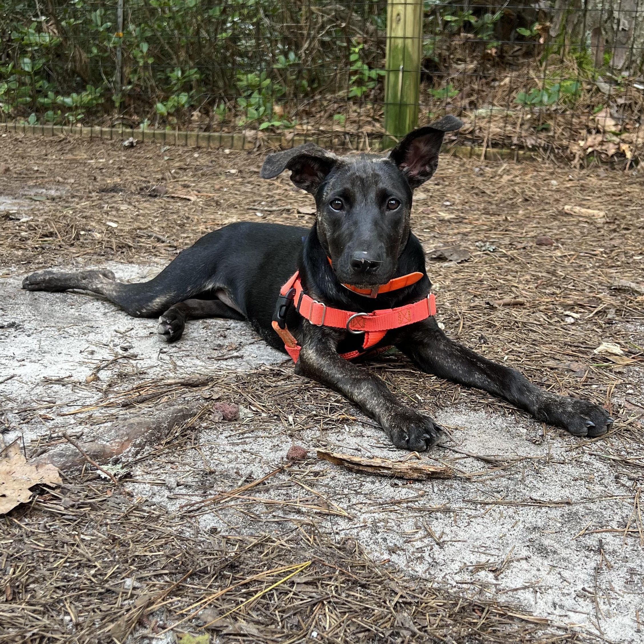 Grasshopper, a ADOPTABLE mixed breed in Cedar Mountain, NC image 5/6