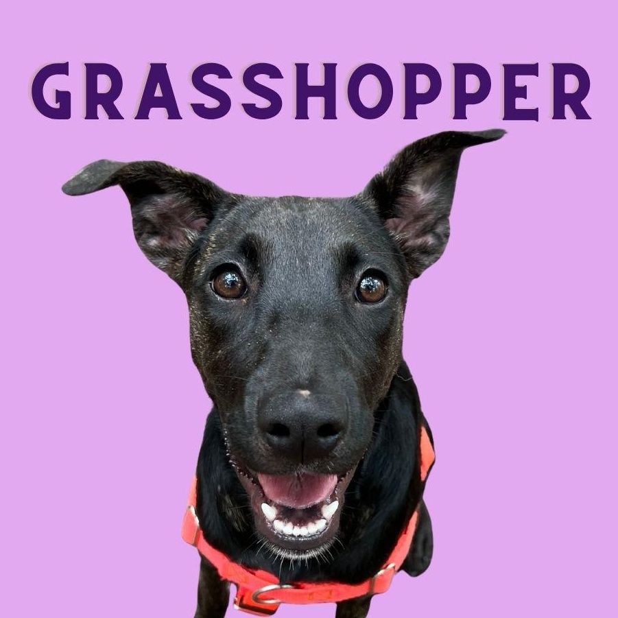 Grasshopper, ADOPTABLE, Young Female Plott Hound.