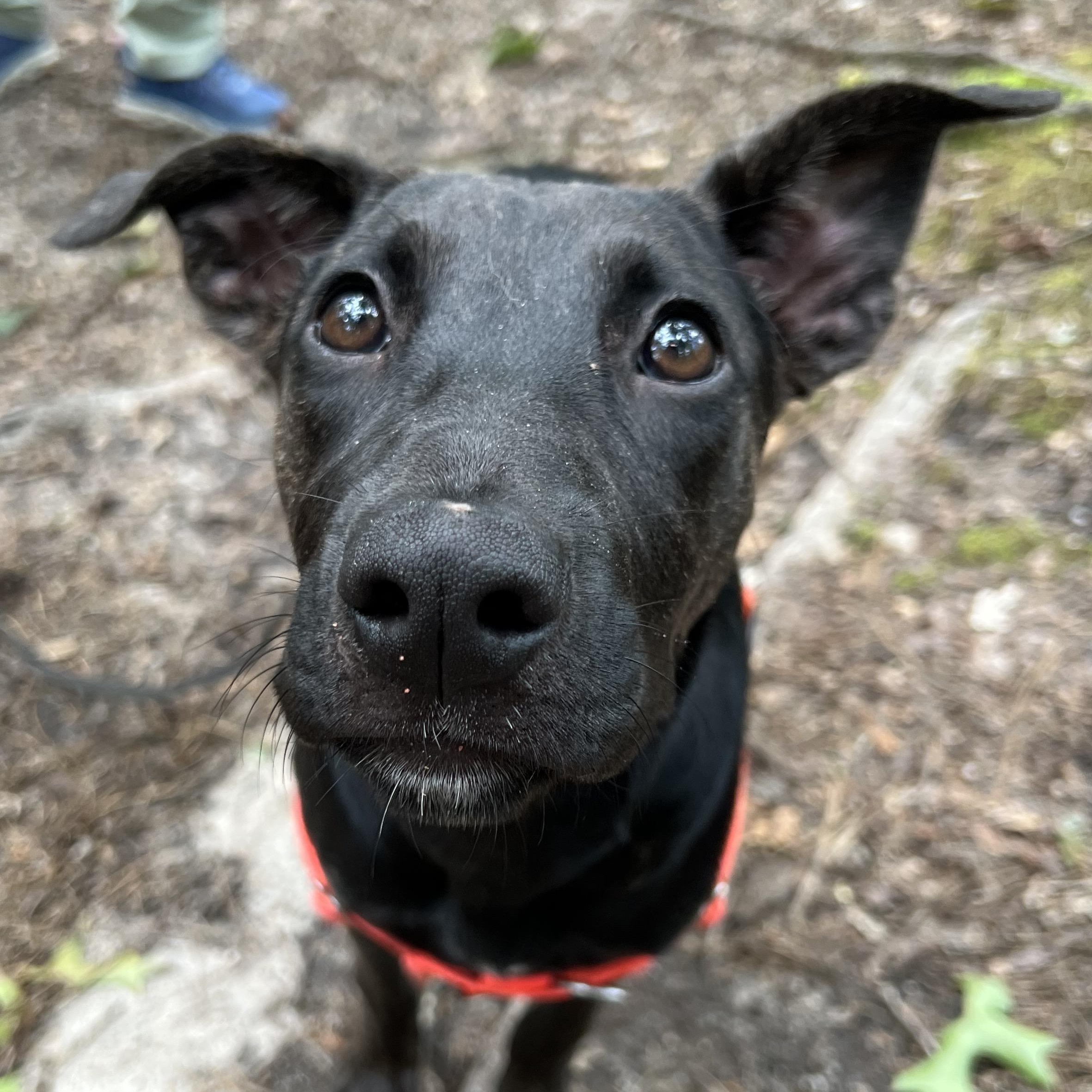 Grasshopper, a ADOPTABLE mixed breed in Cedar Mountain, NC image 6/6