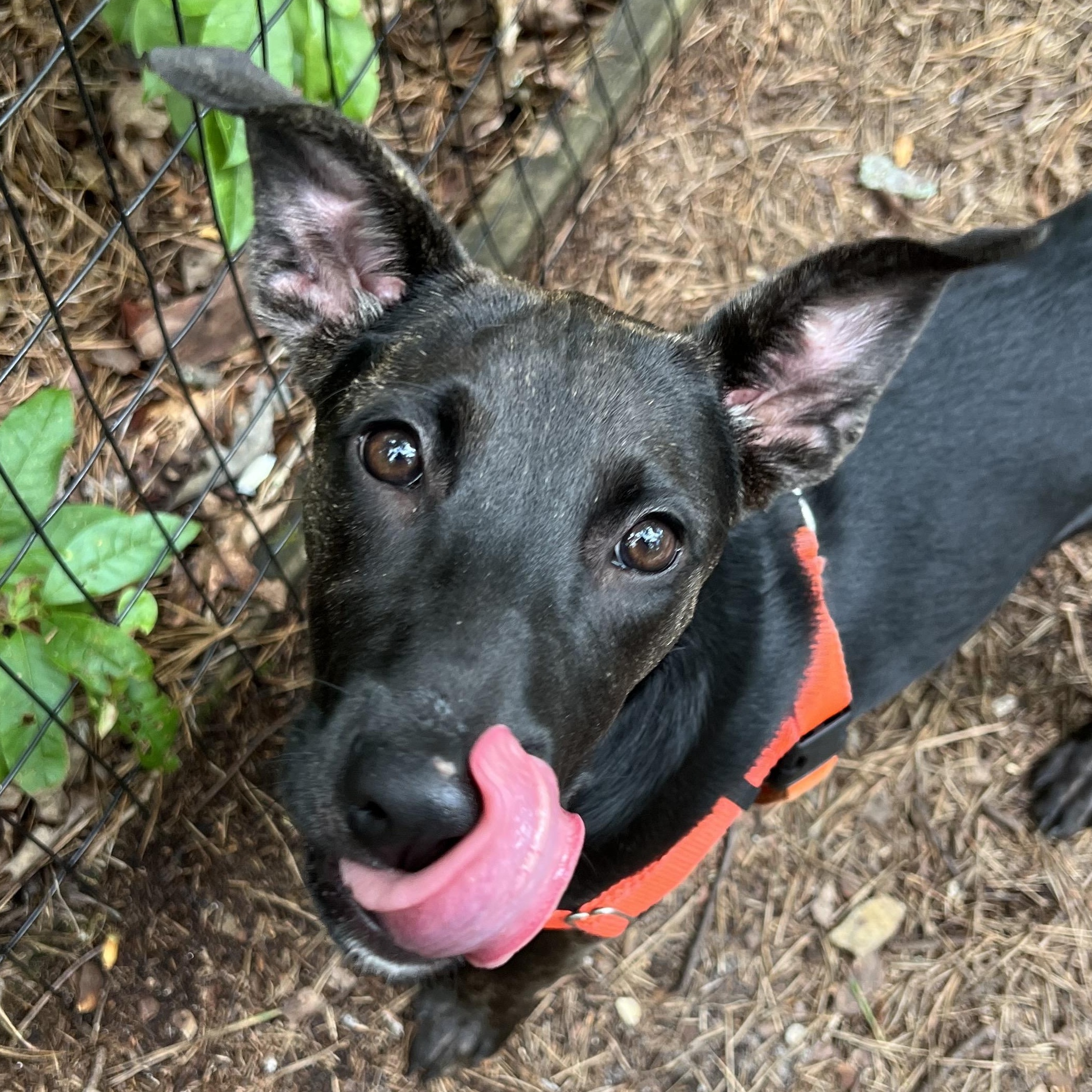 Grasshopper, a ADOPTABLE mixed breed in Cedar Mountain, NC image 2/6