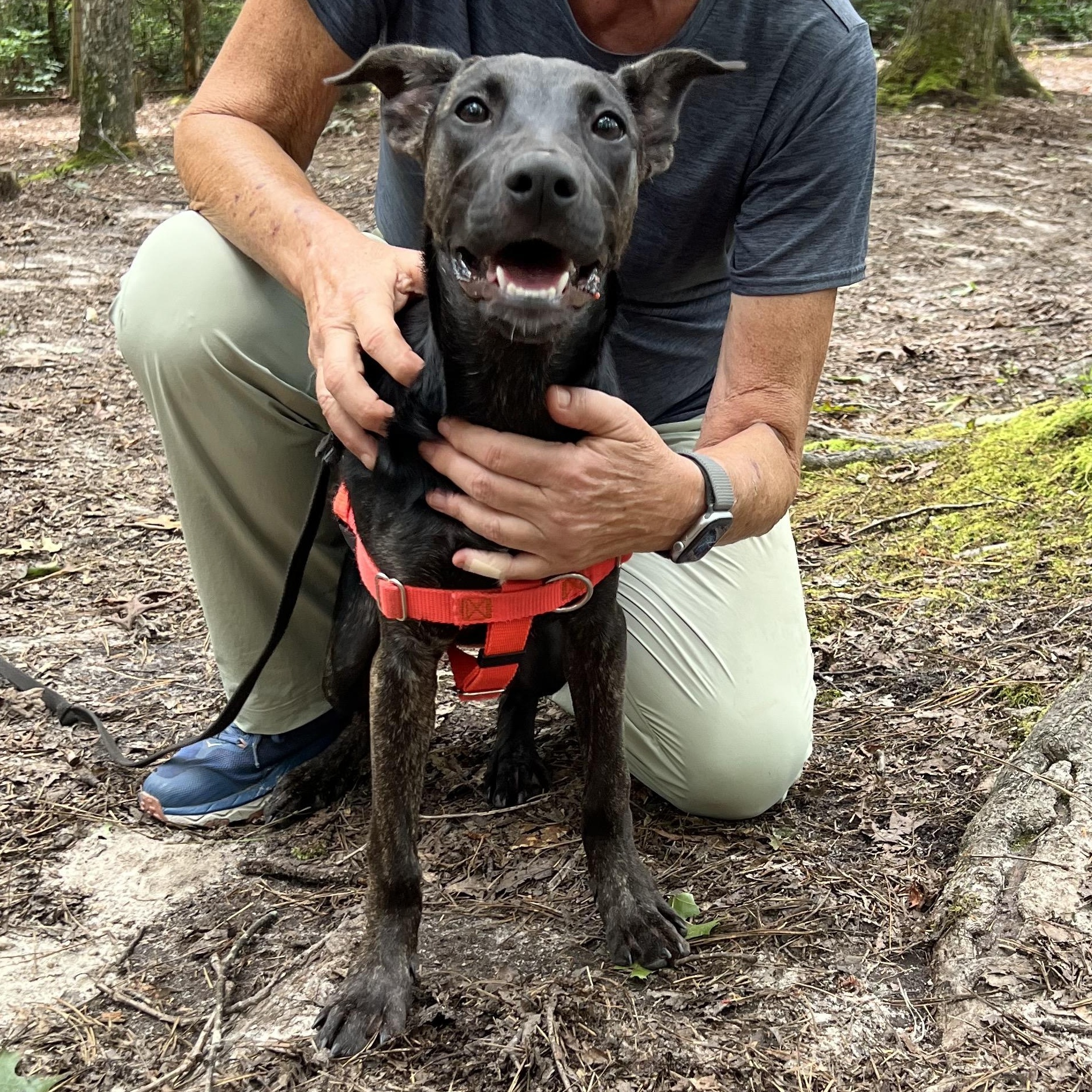 Grasshopper, a ADOPTABLE mixed breed in Cedar Mountain, NC image 4/6