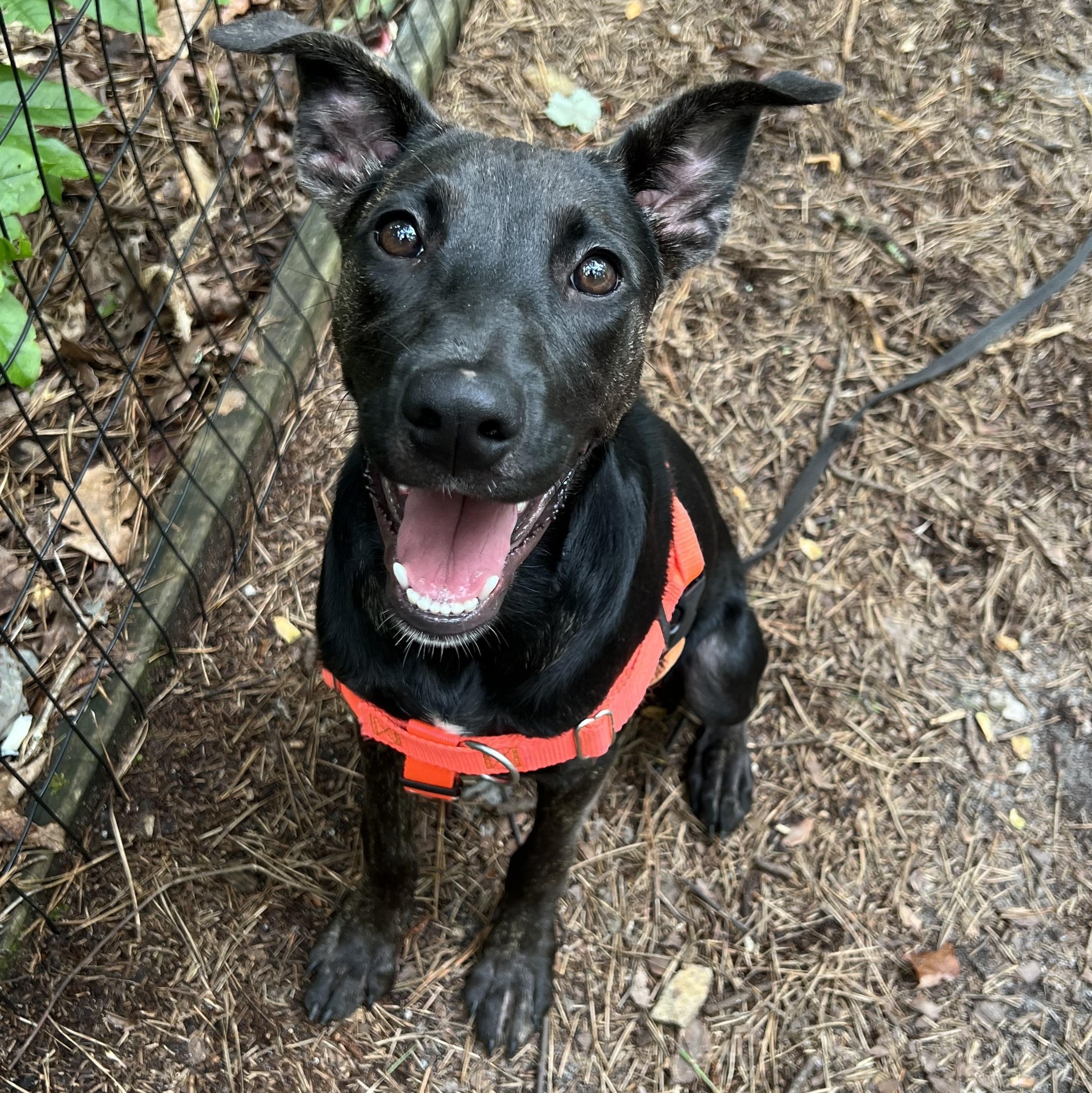 Grasshopper, a ADOPTABLE mixed breed in Cedar Mountain, NC image 3/6