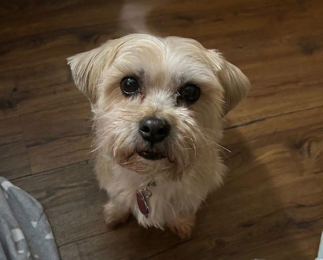 Enlarge Gizmo, a Adoptable mixed breed in Beloit, WI image 1/3