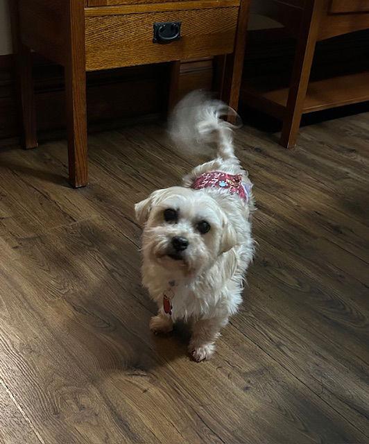 Enlarge Gizmo, a Adoptable mixed breed in Beloit, WI image 2/3