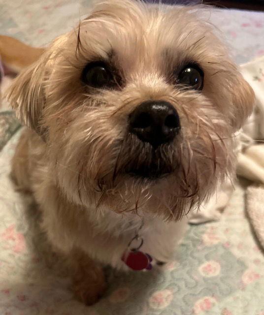 Enlarge Gizmo, a Adoptable mixed breed in Beloit, WI image 3/3