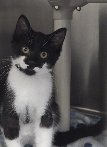 Sable, Adoptable, Young Male Domestic Short Hair.