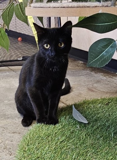 Enlarge Princess, a Adoptable Domestic Short Hair in Larned, KS image 1/1