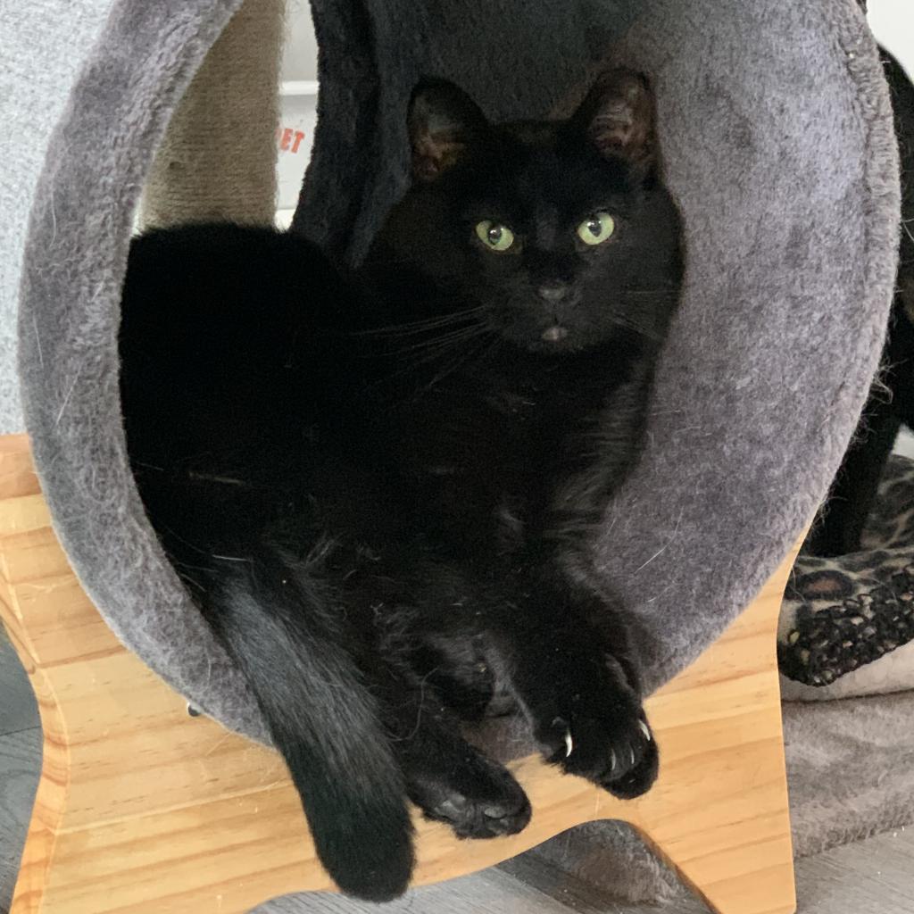 Purrsnickity, a Adoptable Domestic Medium Hair in Zimmerman, MN image 2/2