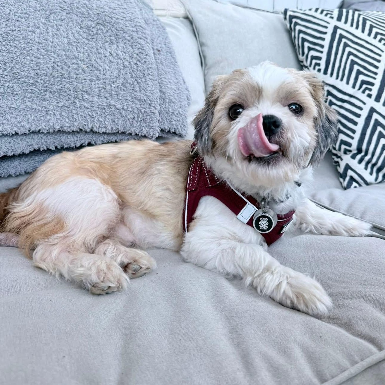 George, an adopted Shih Tzu in Plano, TX image 4/4