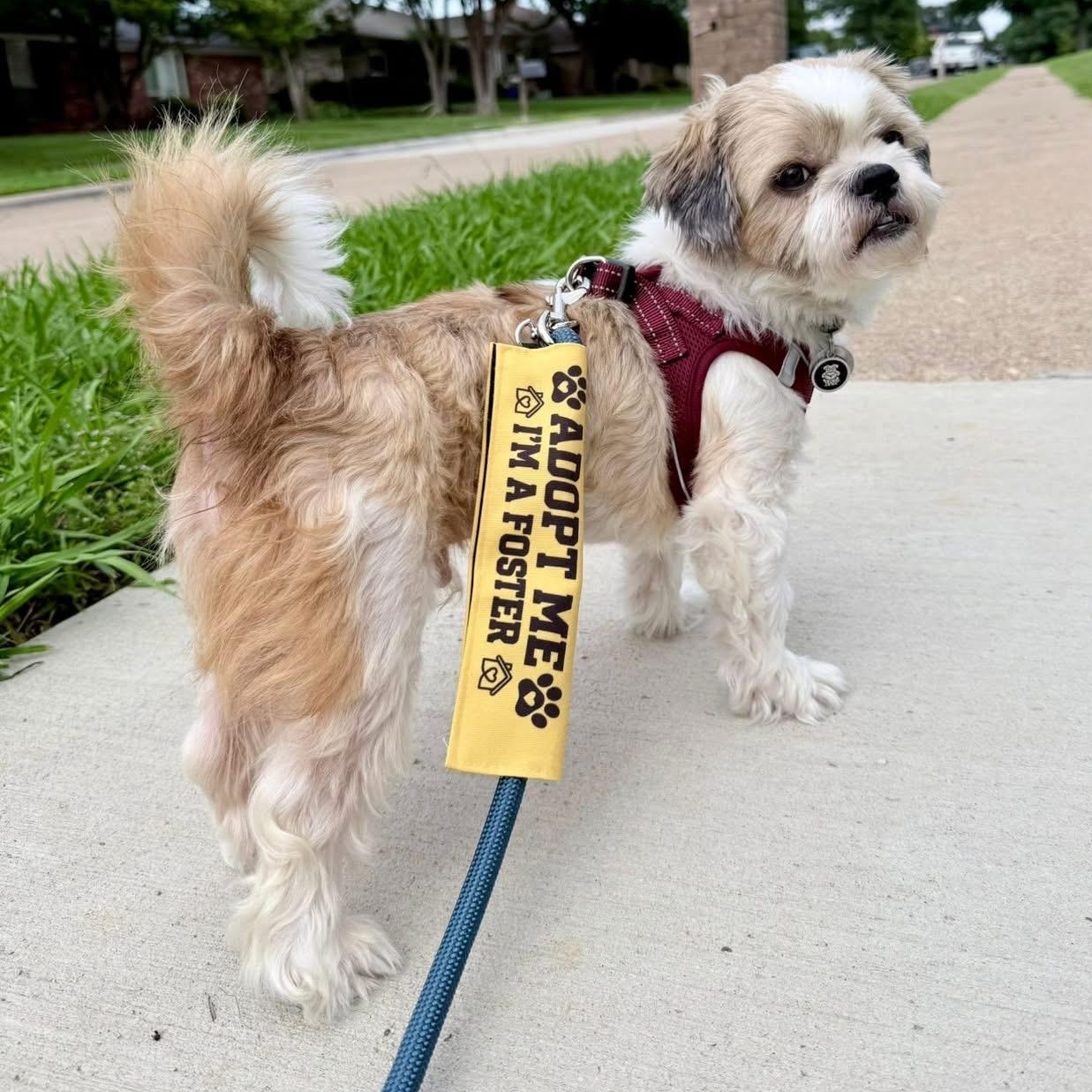 George, an adopted Shih Tzu in Plano, TX image 2/4