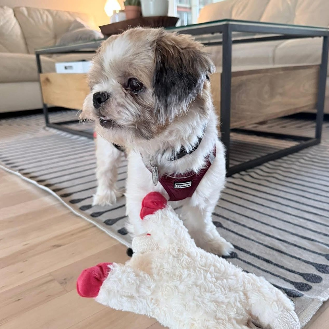 George, an adopted Shih Tzu in Plano, TX image 3/4