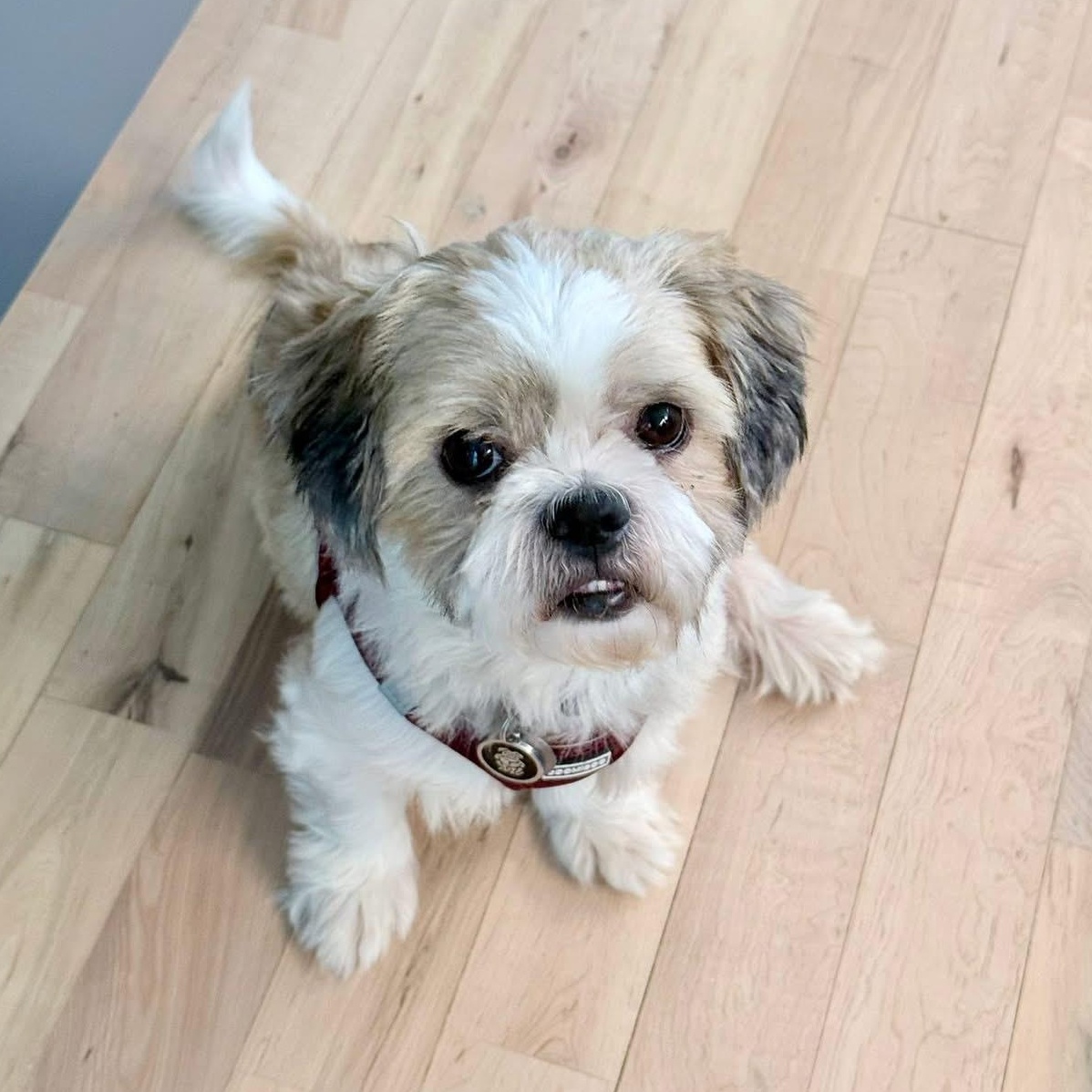 George, adopted, Adult Male Shih Tzu.
