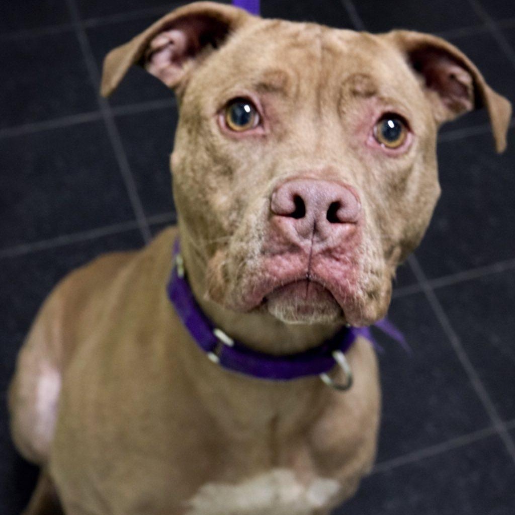 Enlarge Sampson, a ADOPTABLE mixed breed in Battle Creek, MI image 1/1