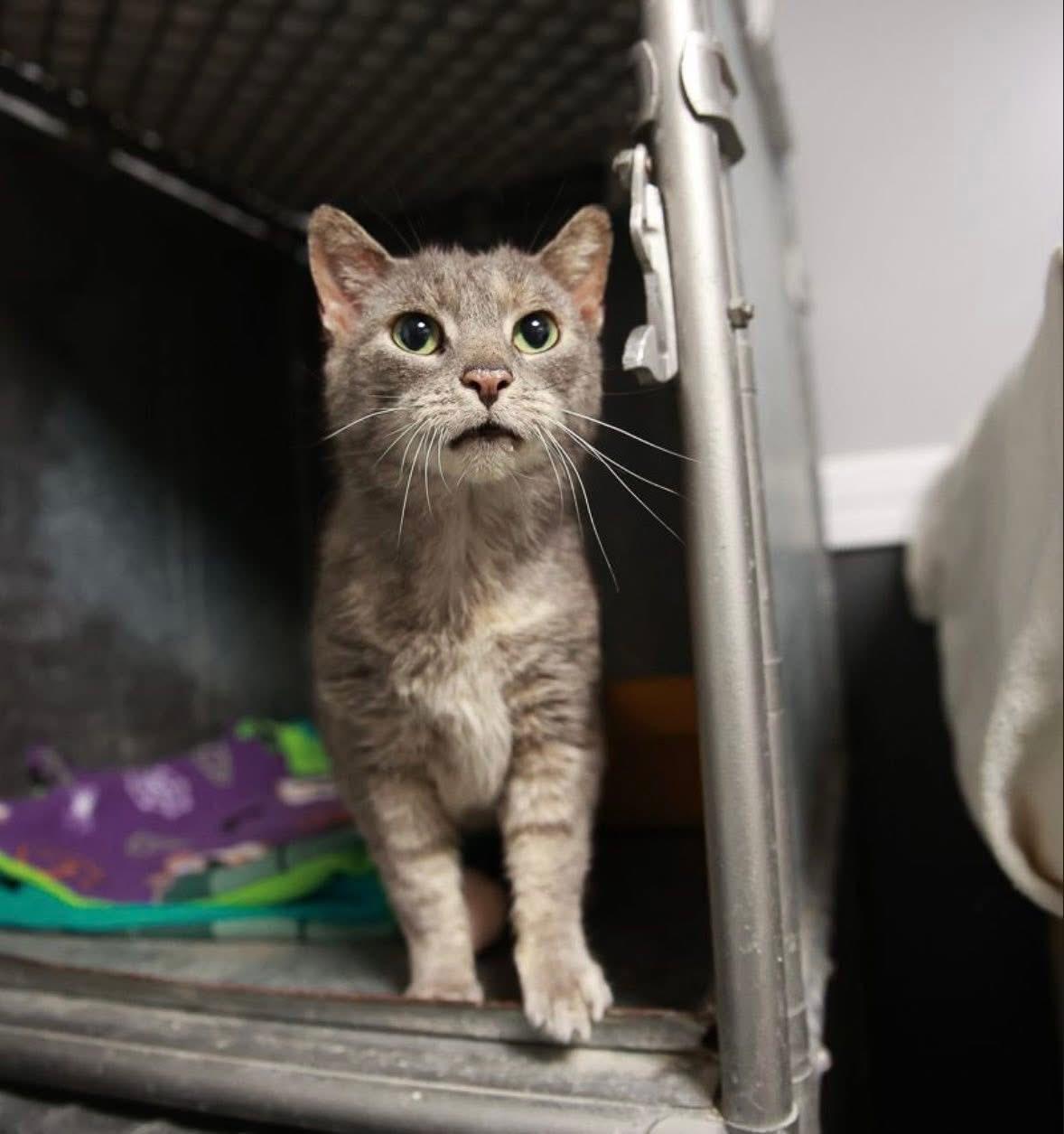 Stevie Licks, ADOPTABLE, Young Female American Shorthair.