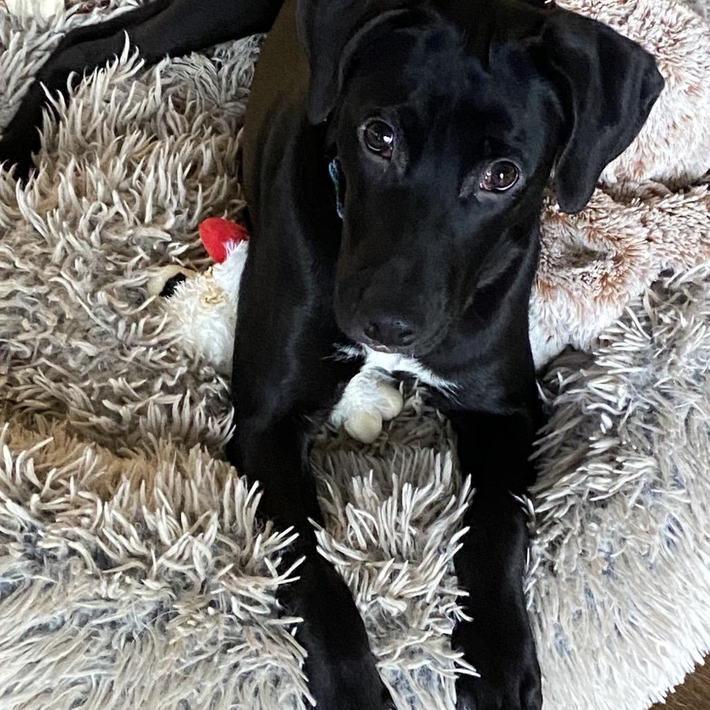 Gabriella  *Adoption Pending*, Adoptable, Young Female Mixed Breed.