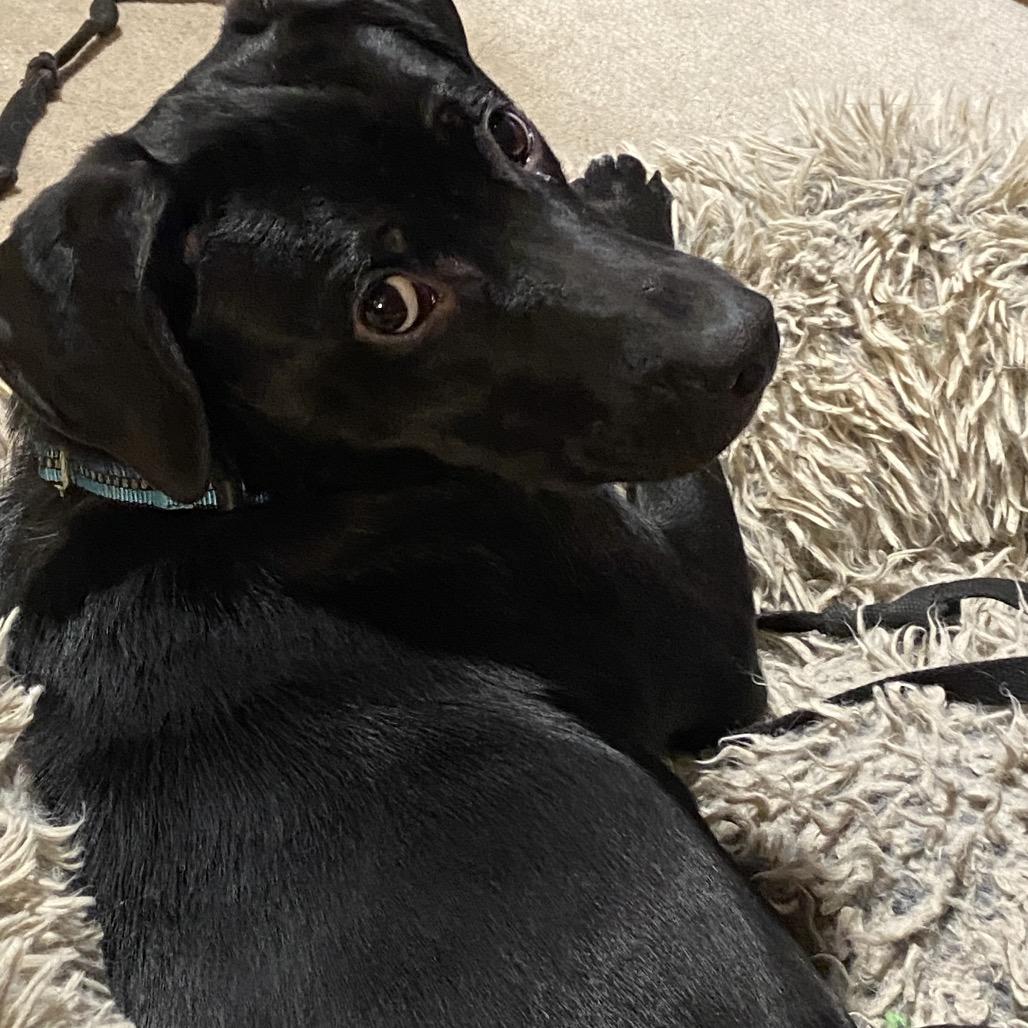 Enlarge Gabriella  *Adoption Pending*, a Adoptable Mixed Breed in Alexandria, VA image 2/6