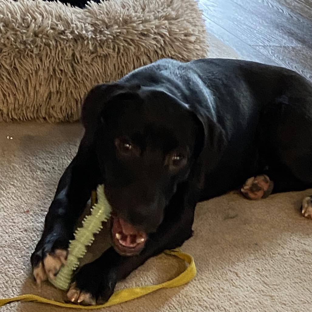 Enlarge Gabriella  *Adoption Pending*, a Adoptable Mixed Breed in Alexandria, VA image 3/6