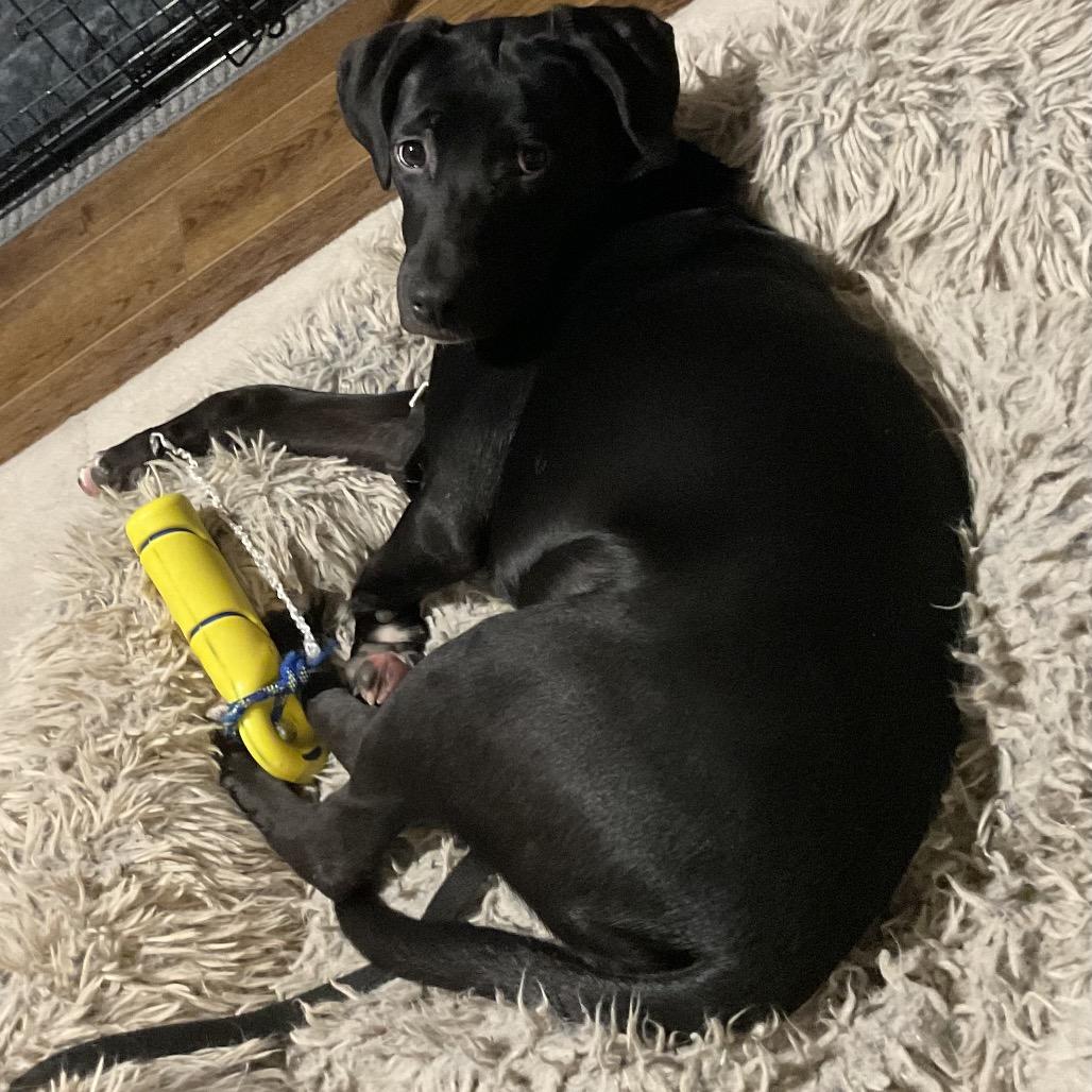 Enlarge Gabriella  *Adoption Pending*, a Adoptable Mixed Breed in Alexandria, VA image 4/6