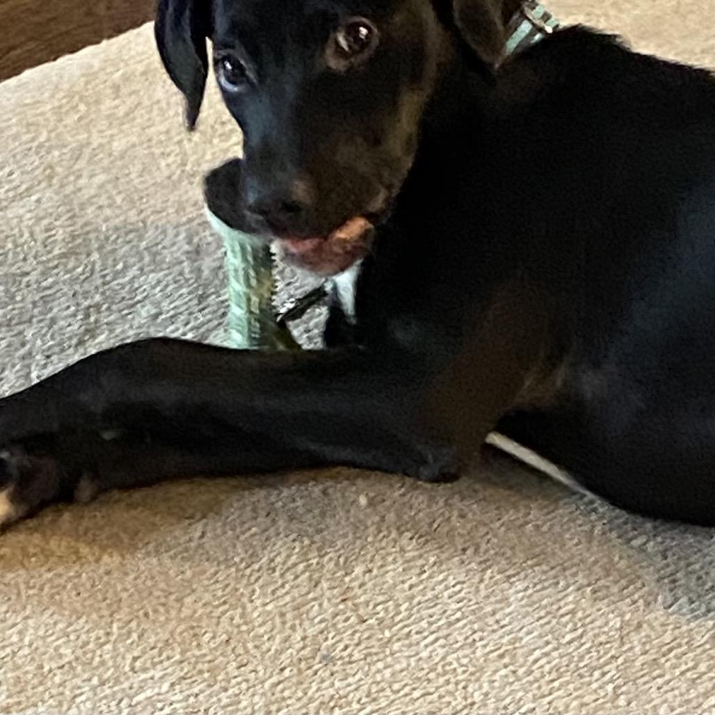 Enlarge Gabriella  *Adoption Pending*, a Adoptable Mixed Breed in Alexandria, VA image 5/6