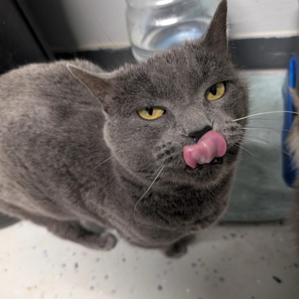 Betty, Adoptable, Adult Female Domestic Short Hair.